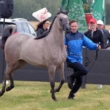 III Championat Koni Arabskich