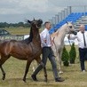 Każdy koń oceniany był przez międzynarodowe jury w 5 klasach: nogi, szyja, głowa, ruch i kłoda, czyli tułów