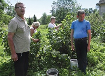 Mieszkańcy domu pomocy społecznej, oprócz grania w filmach, chętnie wykonują różne prace ogrodnicze, np. zbierają pachnące słońcem porzeczki.