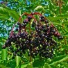 Owoce bzu czarnego