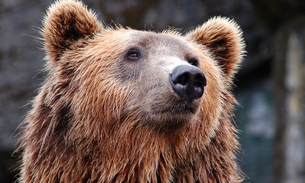 Nowy Sącz: Niedźwiedź na ulicach miasta; prezydent apeluje o pozostanie w domach