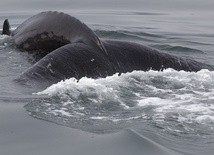 Martwy wieloryb na plaży koło Kątów Rybackich