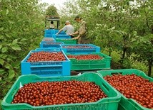 Niskie ceny wiśni w skupie sprawiają, że nie ma chętnych do zbierania tych owoców.