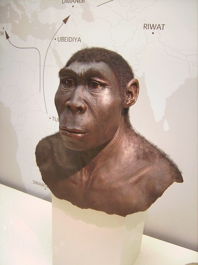Rekonstrukcja twarzy Homo erectusa.