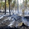 Gwałtowne deszcze sprzyjają polskim strażakom w Szwecji. Pożar nie jest już taki straszny
