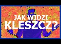 Jak uniknąć kleszczy? - Nauka. To lubię.