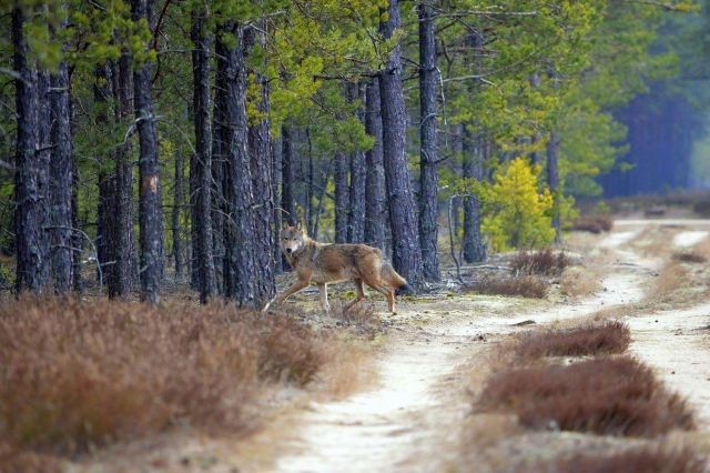 Wilki wróciły. Na stałe?