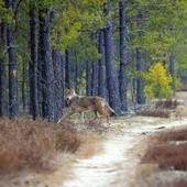 Wilki wróciły. Na stałe?