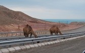 Chrześcijanie z Turkmenistanu