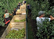 Pracowników ze Wschodu chętnie zatrudniają sadownicy.