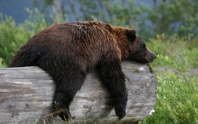 Nie będzie odstrzału niedźwiedzi grizzly w parku Yellowstone