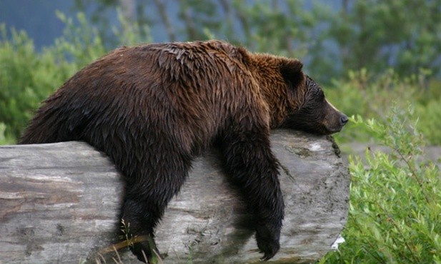 Nie będzie odstrzału niedźwiedzi grizzly w parku Yellowstone