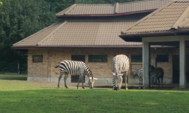 Śląskie zoo ma 60 lat 