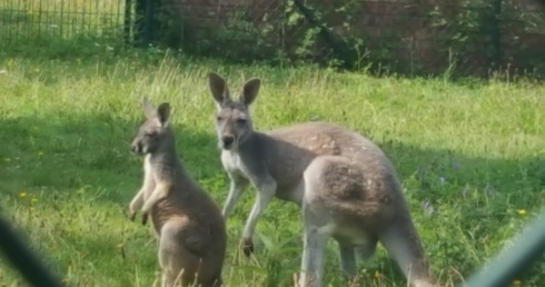 Śląskie zoo ma 60 lat 