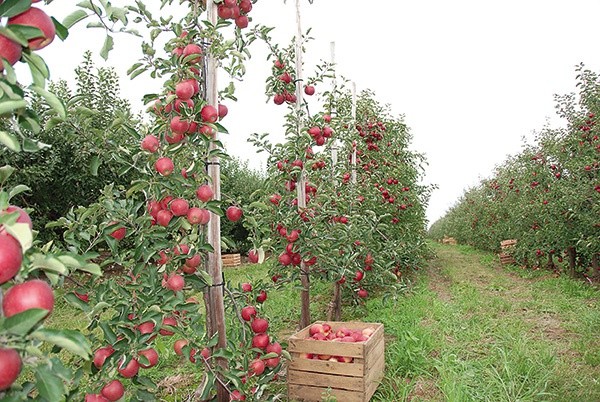 ▲	Zbiory jabłek w sandomierskich sadach w tym roku będą rekordowe.