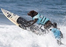 Surfujący pies