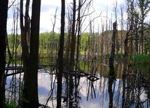 Godność człowieka podstawą odpowiedzialności za świat stworzony