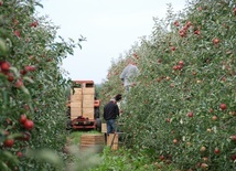 Rządowa interwencja w skup jabłek