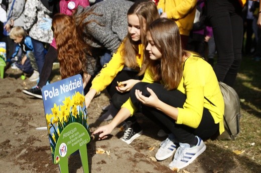 Sadzenie żonkili w Gliwicach