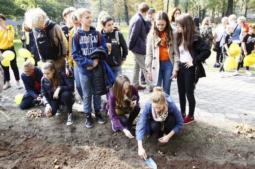 Sadzenie żonkili w Gliwicach