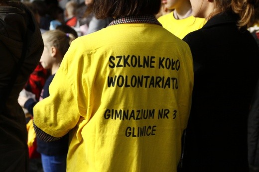 Sadzenie żonkili w Gliwicach