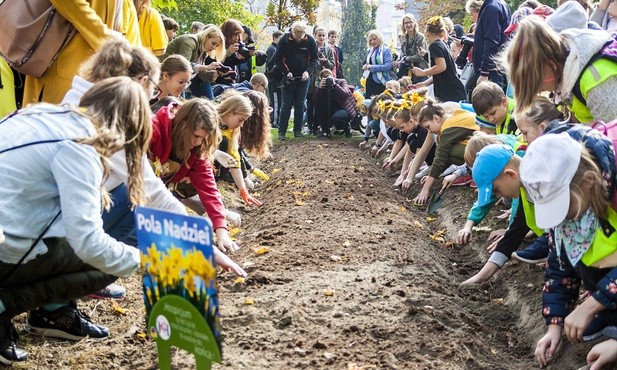 500 żonkili dla hospicjum