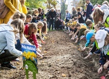 500 żonkili dla hospicjum