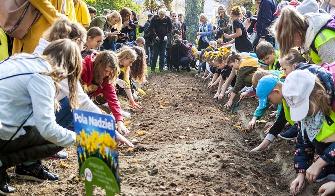 500 żonkili dla hospicjum