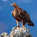 Orzeł przedni,  zwany też złotym orłem, ma wygląd jak prawdziwy król ptaków