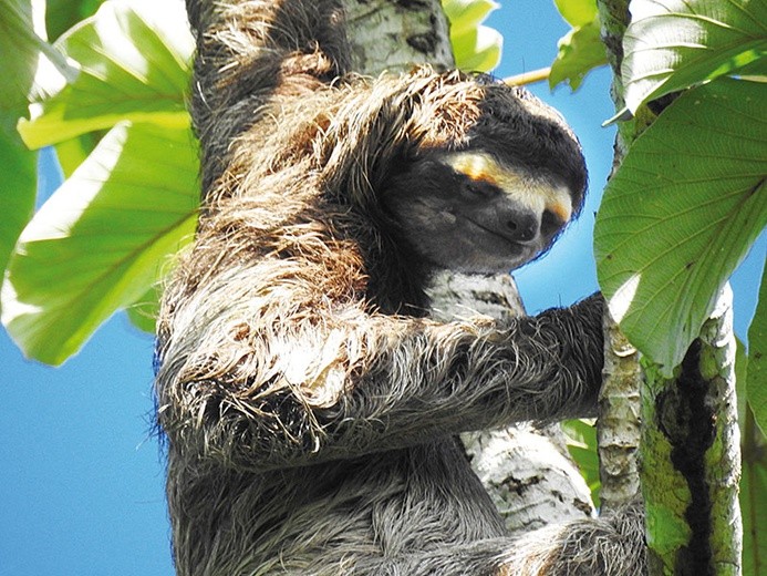 Leniwiec trójpalczasty całe życie spędza  w koronach drzew, a jego futro porastają glony.