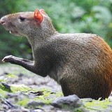 Aguti środkowo-amerykański, „Dasyprocta punctata”.
