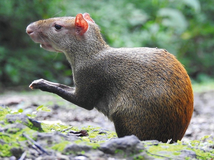 Aguti środkowo-amerykański, „Dasyprocta punctata”.