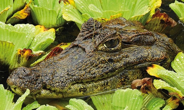 Kajman krokodylowy ukryty w leśnym jeziorku. Choć kajmany należą  do rzędu krokodyli, tworzą osobny rodzaj „Caiman”.