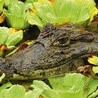 Kajman krokodylowy ukryty w leśnym jeziorku. Choć kajmany należą  do rzędu krokodyli, tworzą osobny rodzaj „Caiman”.