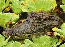 Kajman krokodylowy ukryty w leśnym jeziorku. Choć kajmany należą  do rzędu krokodyli, tworzą osobny rodzaj „Caiman”.