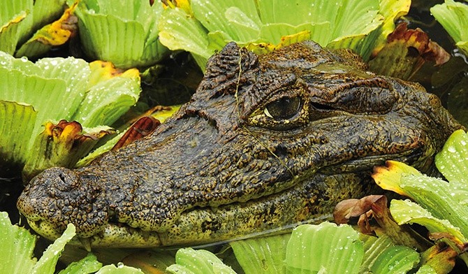 Kajman krokodylowy ukryty w leśnym jeziorku. Choć kajmany należą  do rzędu krokodyli, tworzą osobny rodzaj „Caiman”.