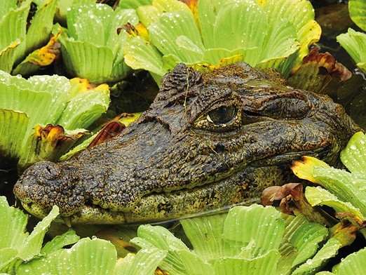 Kajman krokodylowy ukryty w leśnym jeziorku. Choć kajmany należą  do rzędu krokodyli, tworzą osobny rodzaj „Caiman”.