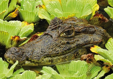 Kajman krokodylowy ukryty w leśnym jeziorku. Choć kajmany należą  do rzędu krokodyli, tworzą osobny rodzaj „Caiman”.