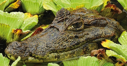 Kajman krokodylowy ukryty w leśnym jeziorku. Choć kajmany należą  do rzędu krokodyli, tworzą osobny rodzaj „Caiman”.