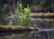 Chrześcijanie i ochrona klimatu