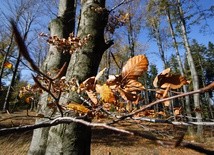 "Magnifica" rośnie w Katowicach