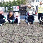 Uczniowie przed urzędem dzielnicy posadzili 11,5 tys. cebulek żonkili.