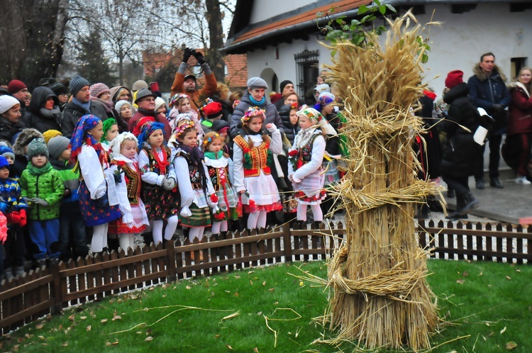 Osadzanie chochoła w Rydlówce 2018