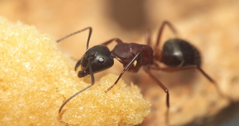 Jak mrówki walczą z zarazą?