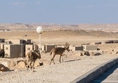 W czasach biblijnych w święto Jom Kippur przyprowadzano do świątyni dwa kozły
