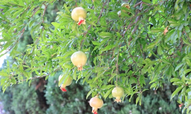 Owoce granatu