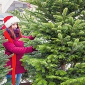 Wybieranie choinki to radość dla małych i dużych.