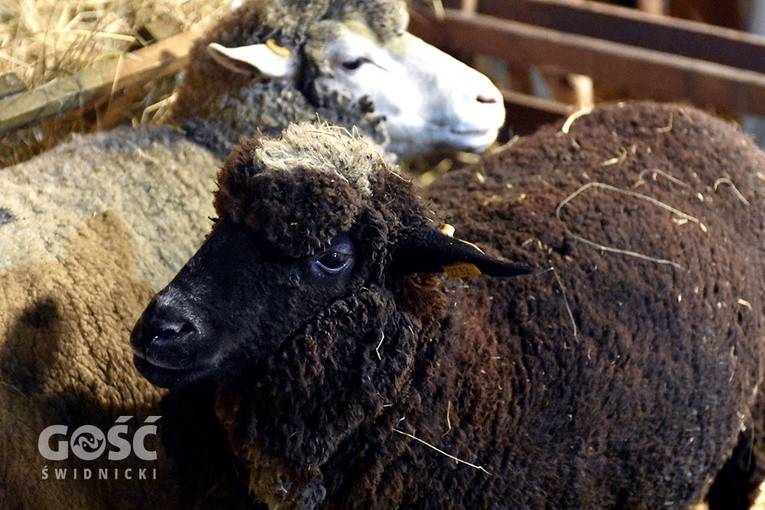 Kolęda Świdnicka 2018