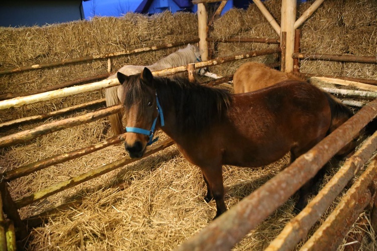 Żywa Szopka w Sandomierzu 