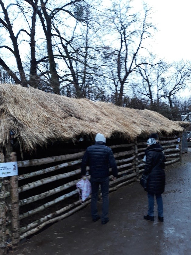 Zobacz szopki bożonarodzeniowe 2018